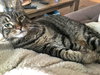 CLAUDE - Offered by Owner