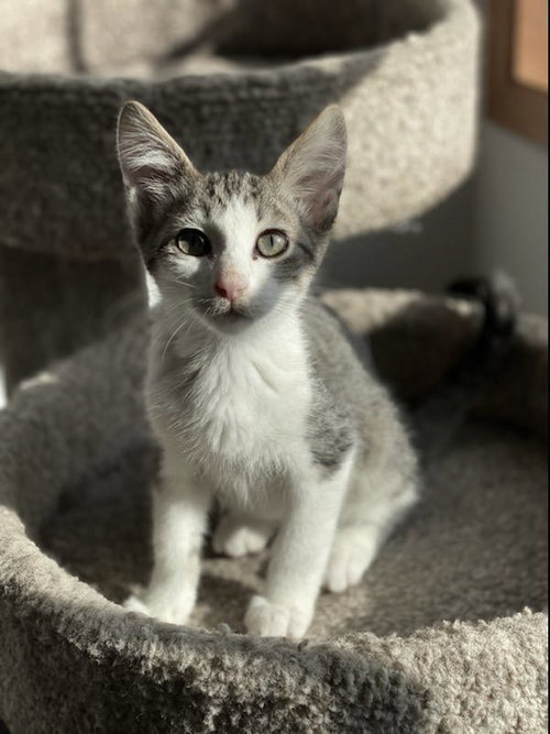 SIMON - and kitten friends, Alvin and Fred