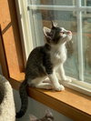 SIMON - and kitten friends, Alvin and Fred