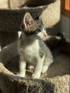 SIMON - and kitten friends, Alvin and Fred