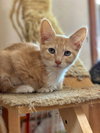 FRED - Btother to Alvin and Simon