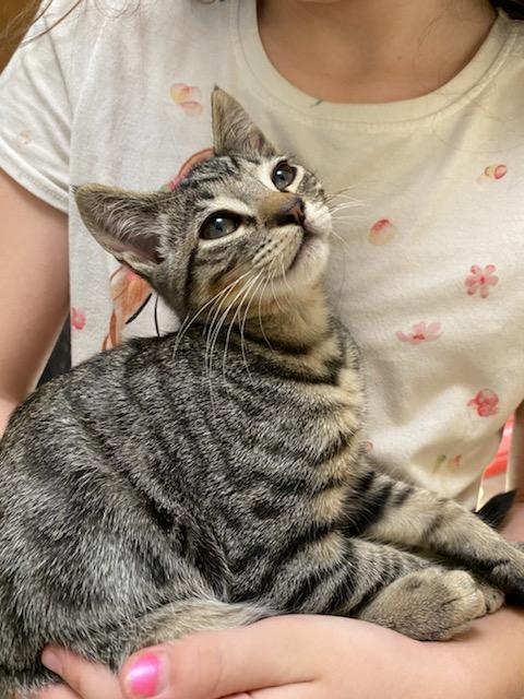 ALVIN  - kitten needs a playmate