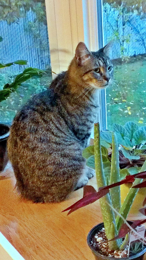 SWEET WILLIAM - Young adult