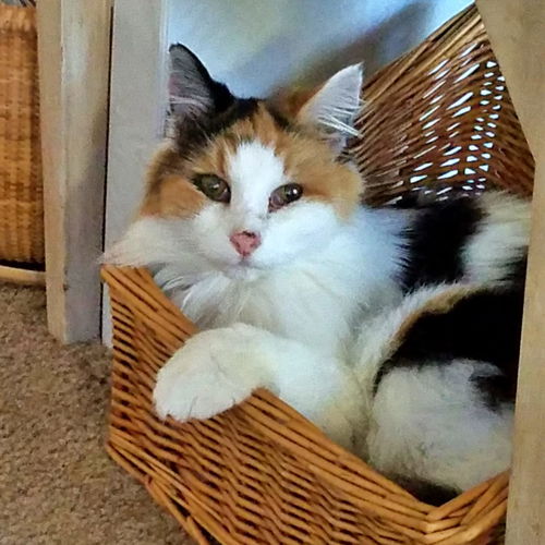 ESME - Offered by Owner - Senior Special Needs