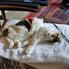 ESME - Offered by Owner - Senior Special Needs