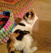 ESME - Offered by Owner - Senior Special Needs