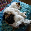 ESME - Offered by Owner - Senior Special Needs