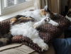 ESME - Offered by Owner - Senior Special Needs