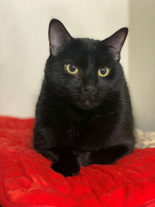 LEVI - Offered by Owner - Young adult