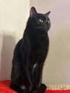 LEVI - Offered by Owner - Young adult