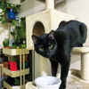 LEVI - Offered by Owner - Young adult