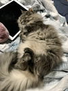 MAIZ - Offered by Owner - Friendly Senior