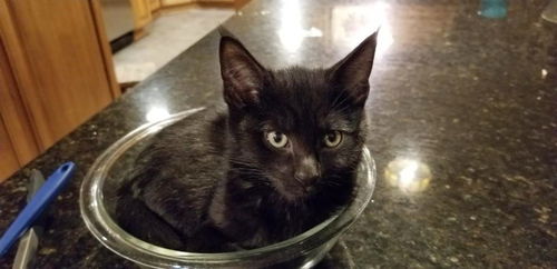 JORDAN - sweet and snuggly kitten