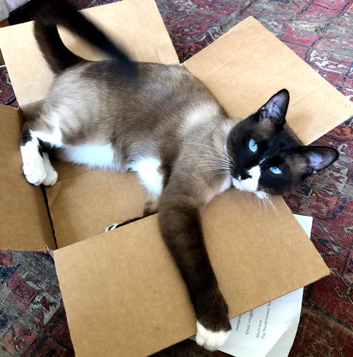 OLLIE