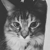 CLOVE - Offered by Owner