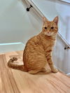 YOSHI - Offered by Owner - Young adult