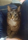 SVEN - Offered by Owner