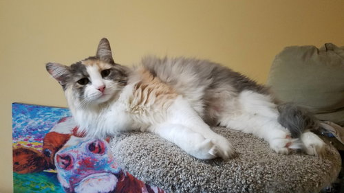 CLAIRE - Offered by Owner - Young Adult