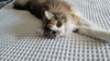 CLAIRE - Offered by Owner - Young Adult