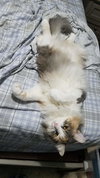 CLAIRE - Offered by Owner - Young Adult