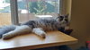 CLAIRE - Offered by Owner - Young Adult