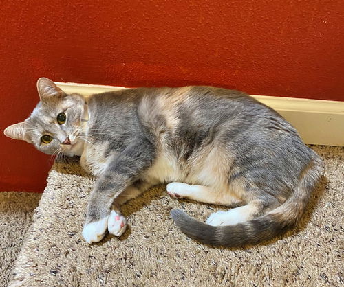 JoJo - Offeered by owner - Young Female