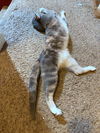 JoJo - Offeered by owner - Young Female