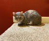 JoJo - Offeered by owner - Young Female