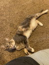 JoJo - Offeered by owner - Young Female
