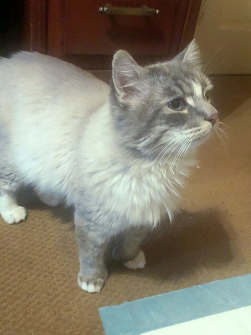 MAX - Offered by Owner - FIV+ Sweetie