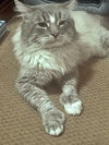 MAX - Offered by Owner - FIV+ Sweetie