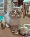 MAX - Offered by Owner - FIV+ Sweetie