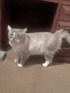 MAX - Offered by Owner - FIV+ Sweetie