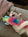 RANGER - Teen Kitten | Special Needs Cuddle Bug