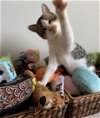 RANGER - Teen Kitten | Special Needs Cuddle Bug