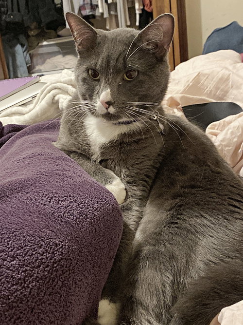 MEEKO - Offered by Owner - Young Male