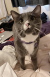 MEEKO - Offered by Owner - Young Male