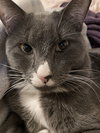 MEEKO - Offered by Owner - Young Male