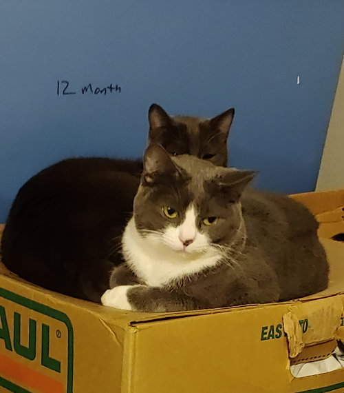ROSIE & PEARL - Offered by Owner - Family Pets
