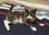 ROSIE & PEARL - Offered by Owner - Family Pets