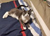 ROSIE & PEARL - Offered by Owner - Family Pets