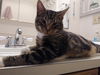Romeo the Cutie!