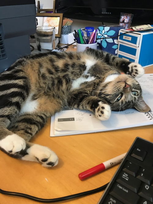 Romeo the Cutie!