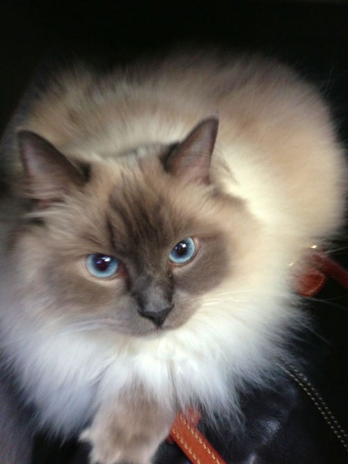 WESLEY - Offered by Owner - Sr. Ragdoll