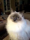 WESLEY - Offered by Owner - Sr. Ragdoll