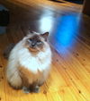 WESLEY - Offered by Owner - Sr. Ragdoll