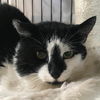 Ace & Queen - Offered by owner - Rodent control?