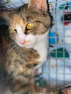 Ace & Queen - Offered by owner - Rodent control?