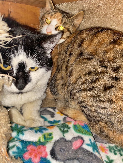 Ace & Queen - Offered by owner - Rodent control?