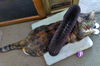 BRINDLE - Offered by Owner - Senior
